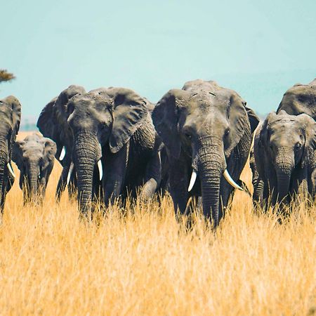 Kananga Special Tented Camp Banagi Экстерьер фото