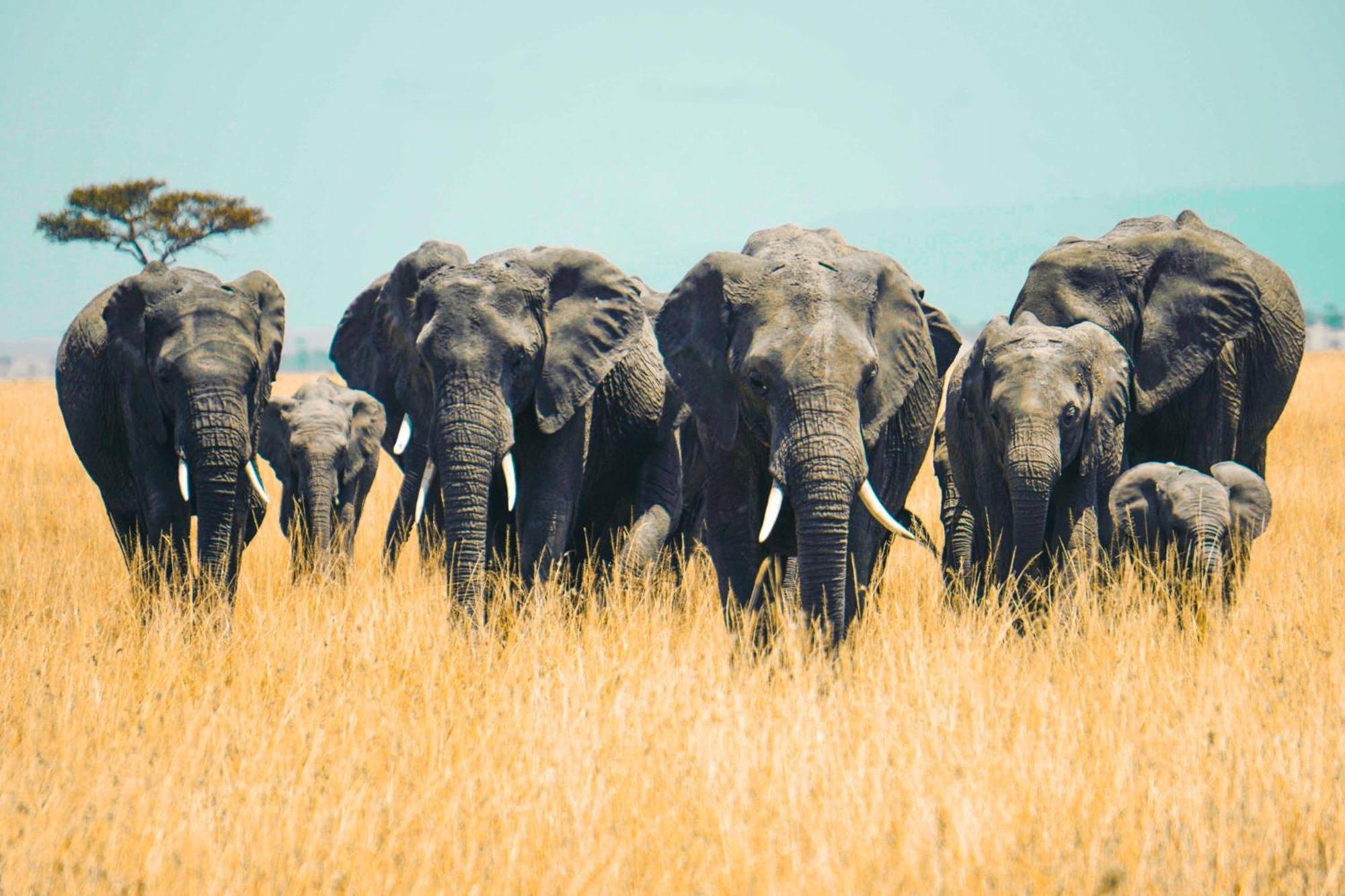 Kananga Special Tented Camp Banagi Экстерьер фото