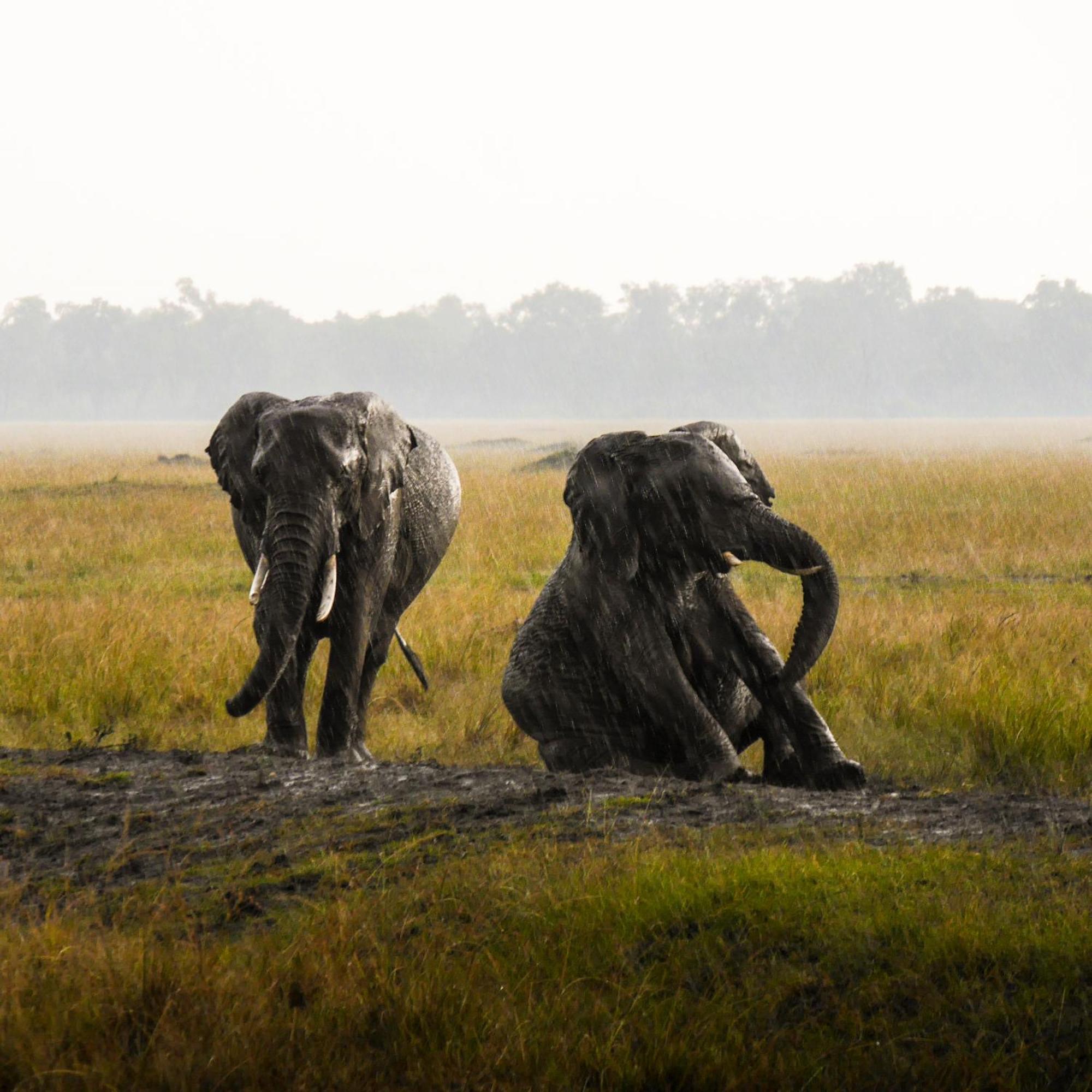 Kananga Special Tented Camp Banagi Экстерьер фото