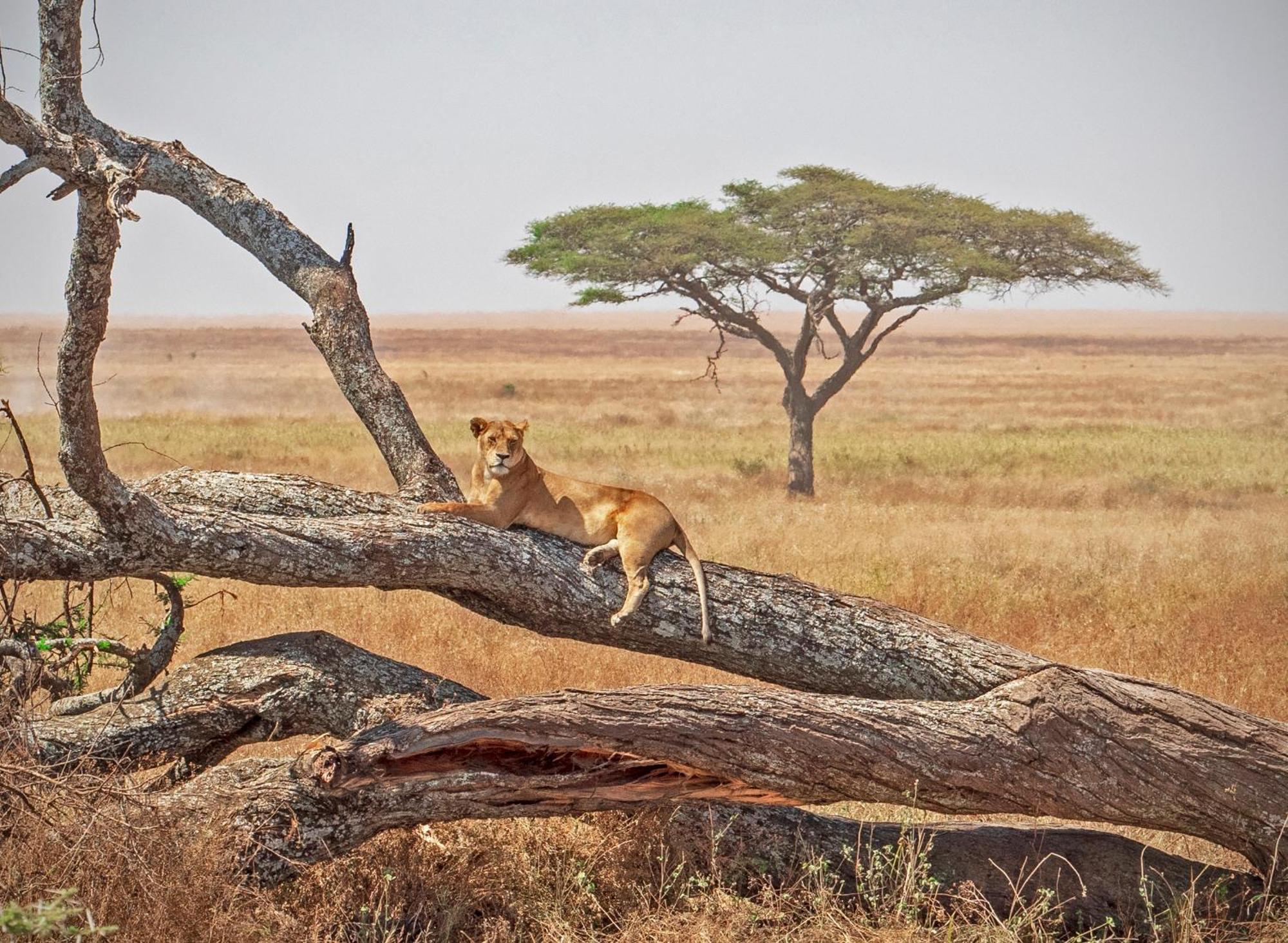 Kananga Special Tented Camp Banagi Экстерьер фото
